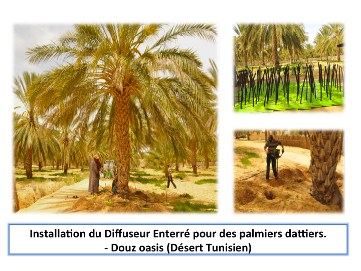 Diffuseur enterré pour arbres