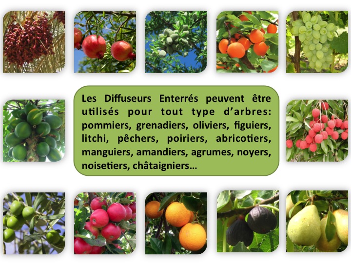 Diffuseur enterré pour arbres