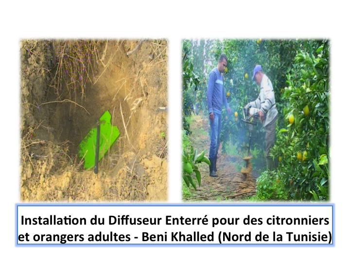 Diffuseur enterré pour arbres