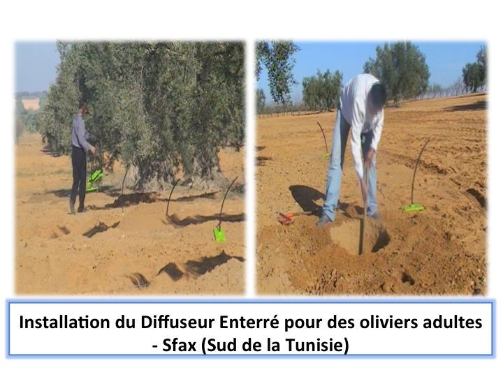 Diffuseur enterré pour arbres