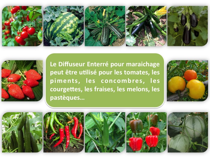 Diffuseur enterré pour cultures marachaires