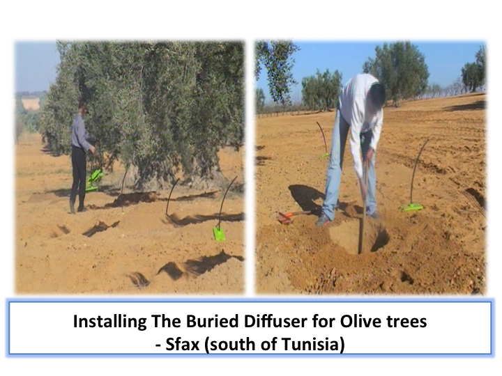 Plan view of trees irrigation with burried diffusers