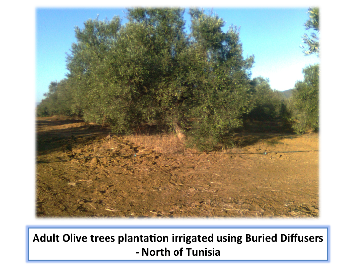 Cross section of trees irrigation with burried diffusers