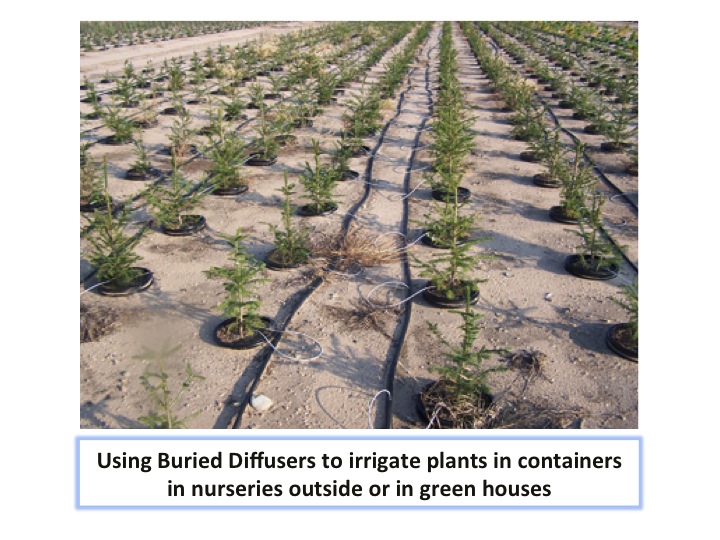 Plants in greenhouse irrigated with Buried Diffusers